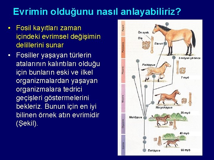 Evrimin olduğunu nasıl anlayabiliriz? • Fosil kayıtları zaman içindeki evrimsel değişimin delillerini sunar •