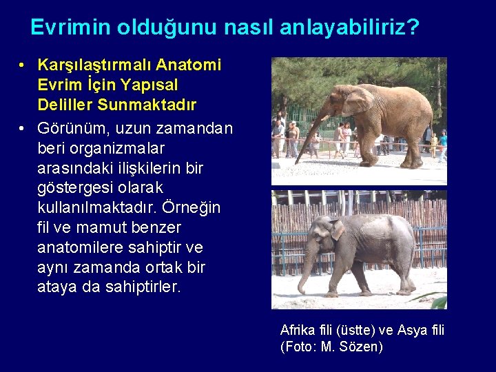 Evrimin olduğunu nasıl anlayabiliriz? • Karşılaştırmalı Anatomi Evrim İçin Yapısal Deliller Sunmaktadır • Görünüm,