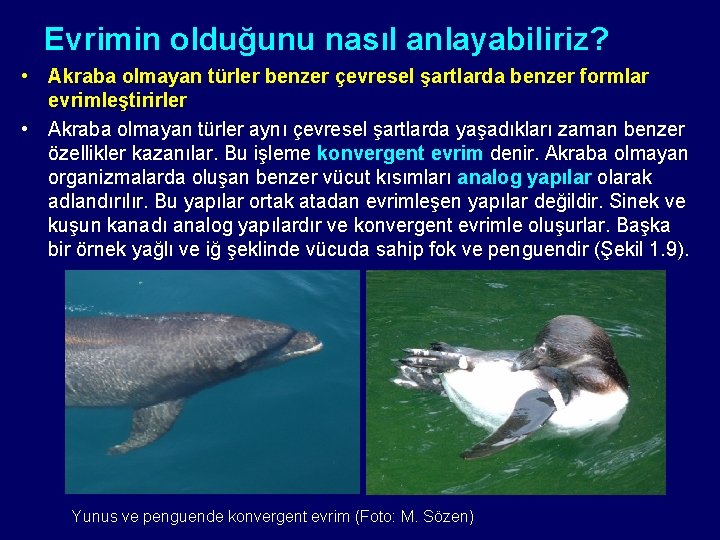 Evrimin olduğunu nasıl anlayabiliriz? • Akraba olmayan türler benzer çevresel şartlarda benzer formlar evrimleştirirler