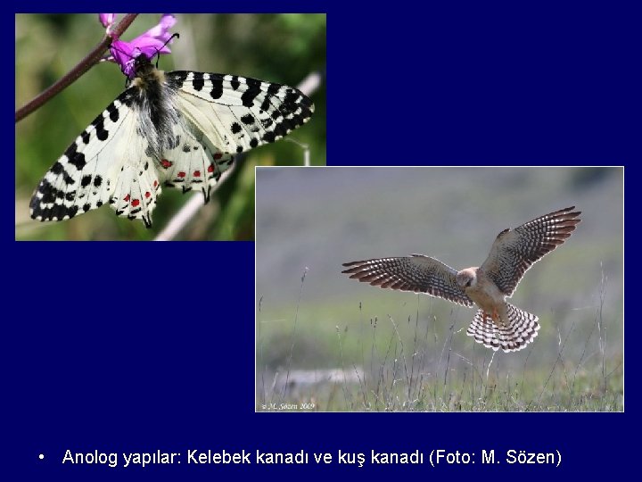  • Anolog yapılar: Kelebek kanadı ve kuş kanadı (Foto: M. Sözen) 