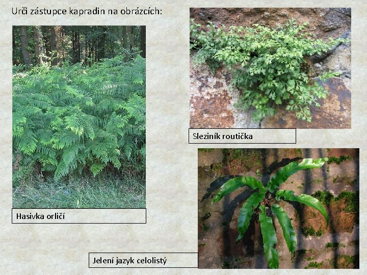 Urči zástupce kapradin na obrázcích: Sleziník routička Hasivka orličí Jelení jazyk celolistý 