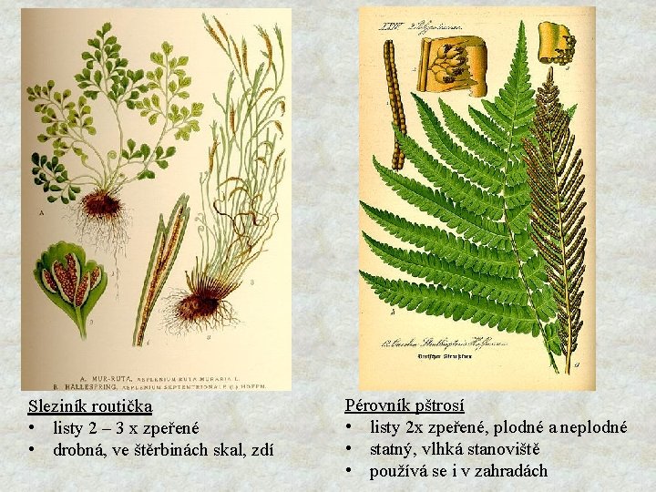 Sleziník routička • listy 2 – 3 x zpeřené • drobná, ve štěrbinách skal,