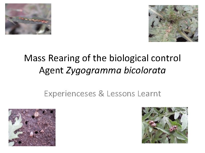 Mass Rearing of the biological control Agent Zygogramma bicolorata Experienceses & Lessons Learnt 