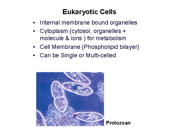 Eukaryotic Cells • Internal membrane bound organelles • Cytoplasm (cytosol, organelles + molecule & Eukaryotic Cells • Internal membrane bound organelles • Cytoplasm (cytosol, organelles + molecule &