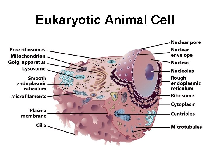 Eukaryotic Animal Cell Eukaryotic Animal Cell
