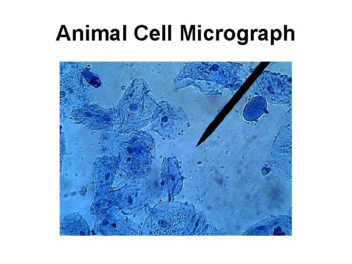Animal Cell Micrograph Animal Cell Micrograph