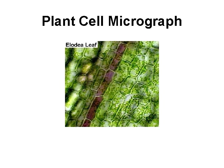 Plant Cell Micrograph Plant Cell Micrograph