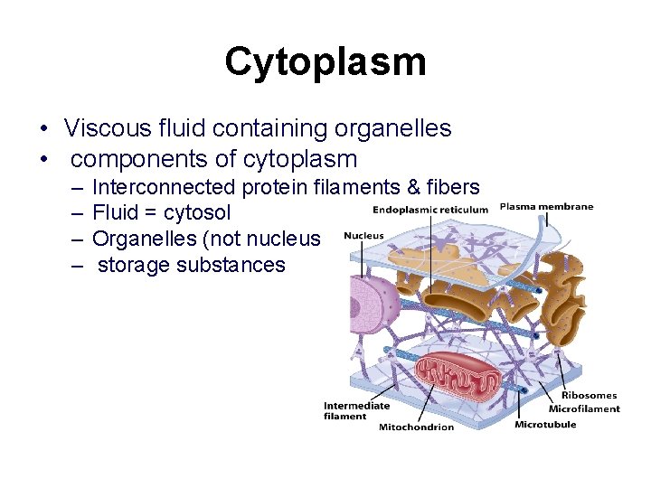 Cytoplasm • Viscous fluid containing organelles • components of cytoplasm – – Interconnected protein Cytoplasm • Viscous fluid containing organelles • components of cytoplasm – – Interconnected protein