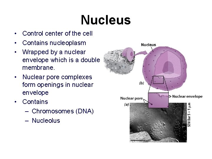 Nucleus • Control center of the cell • Contains nucleoplasm • Wrapped by a Nucleus • Control center of the cell • Contains nucleoplasm • Wrapped by a