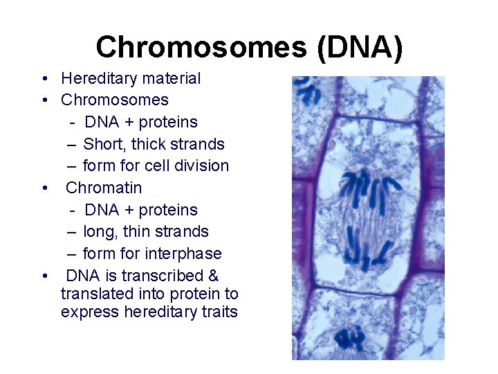 Chromosomes (DNA) • Hereditary material • Chromosomes - DNA + proteins – Short, thick Chromosomes (DNA) • Hereditary material • Chromosomes - DNA + proteins – Short, thick