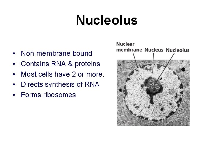 Nucleolus • • • Non-membrane bound Contains RNA & proteins Most cells have 2 Nucleolus • • • Non-membrane bound Contains RNA & proteins Most cells have 2
