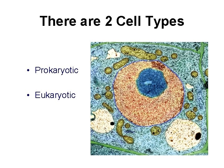 There are 2 Cell Types • Prokaryotic • Eukaryotic There are 2 Cell Types • Prokaryotic • Eukaryotic