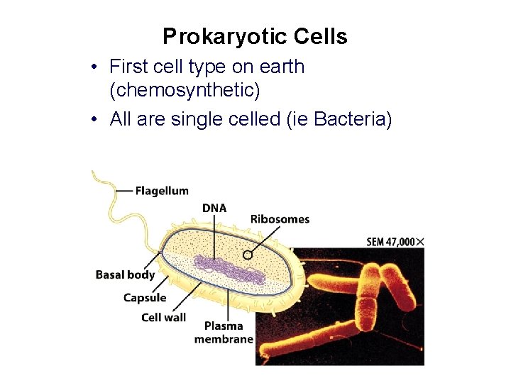 Prokaryotic Cells • First cell type on earth (chemosynthetic) • All are single celled Prokaryotic Cells • First cell type on earth (chemosynthetic) • All are single celled