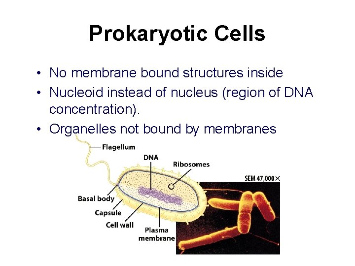 Prokaryotic Cells • No membrane bound structures inside • Nucleoid instead of nucleus (region Prokaryotic Cells • No membrane bound structures inside • Nucleoid instead of nucleus (region