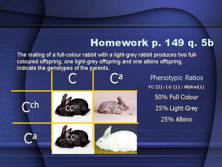 Homework p. 149 q. 5 b The mating of a full-colour rabbit with a