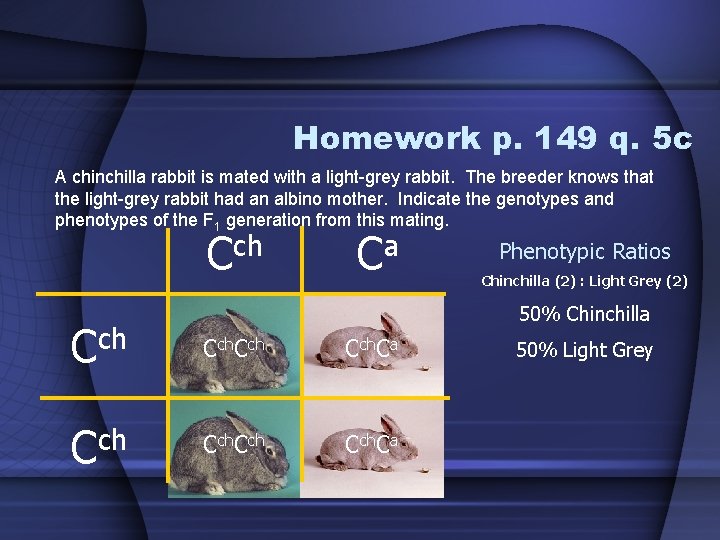 Homework p. 149 q. 5 c A chinchilla rabbit is mated with a light-grey