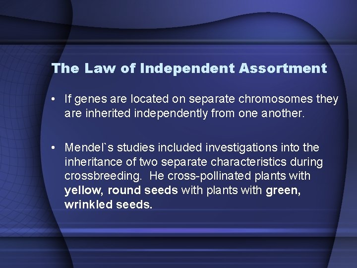The Law of Independent Assortment • If genes are located on separate chromosomes they
