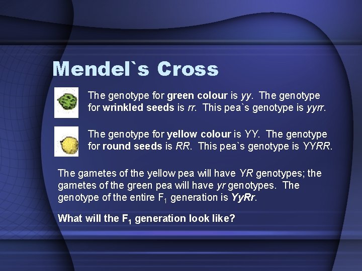 Mendel`s Cross The genotype for green colour is yy. The genotype for wrinkled seeds