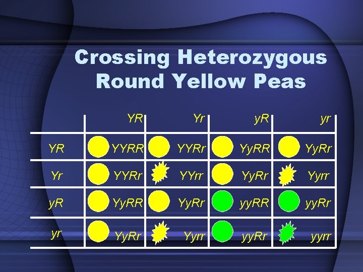 Crossing Heterozygous Round Yellow Peas YR Yr y. R yr YR YYRr Yy. RR
