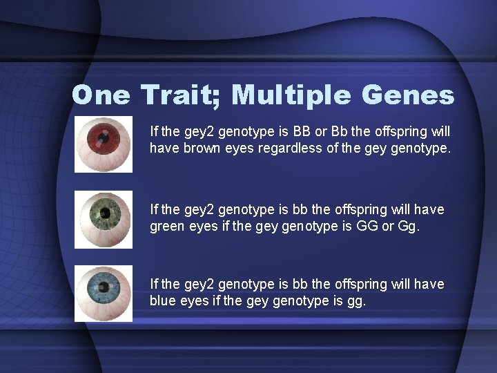One Trait; Multiple Genes If the gey 2 genotype is BB or Bb the