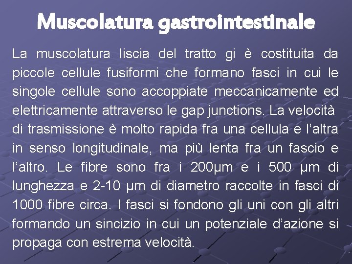 Muscolatura gastrointestinale La muscolatura liscia del tratto gi è costituita da piccole cellule fusiformi