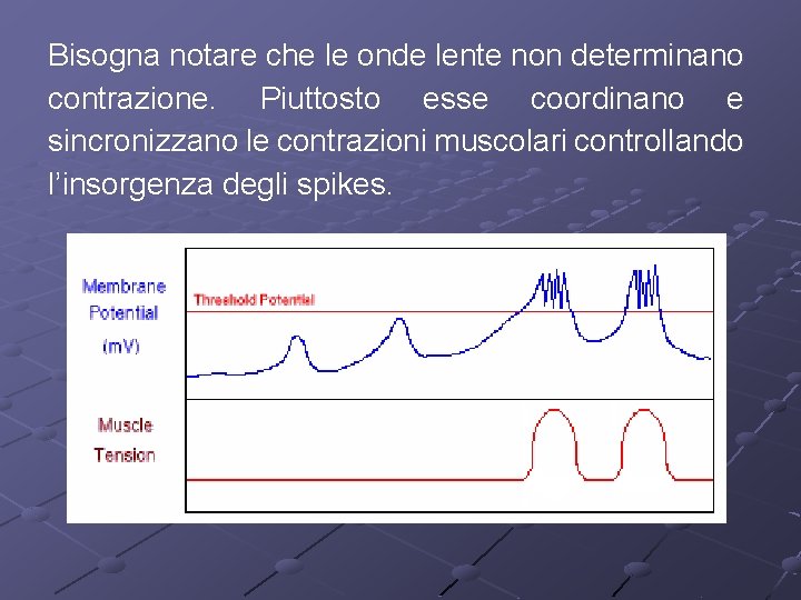 Bisogna notare che le onde lente non determinano contrazione. Piuttosto esse coordinano e sincronizzano