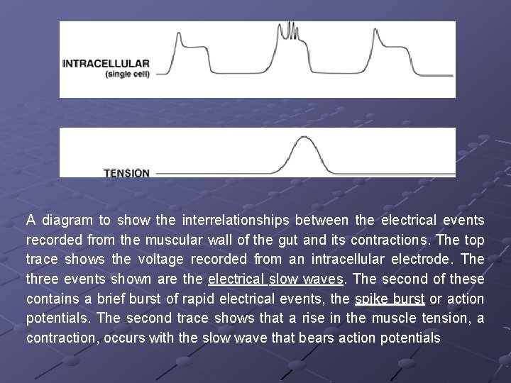 A diagram to show the interrelationships between the electrical events recorded from the muscular