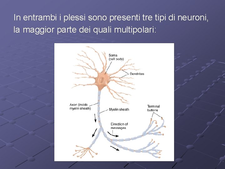 In entrambi i plessi sono presenti tre tipi di neuroni, la maggior parte dei