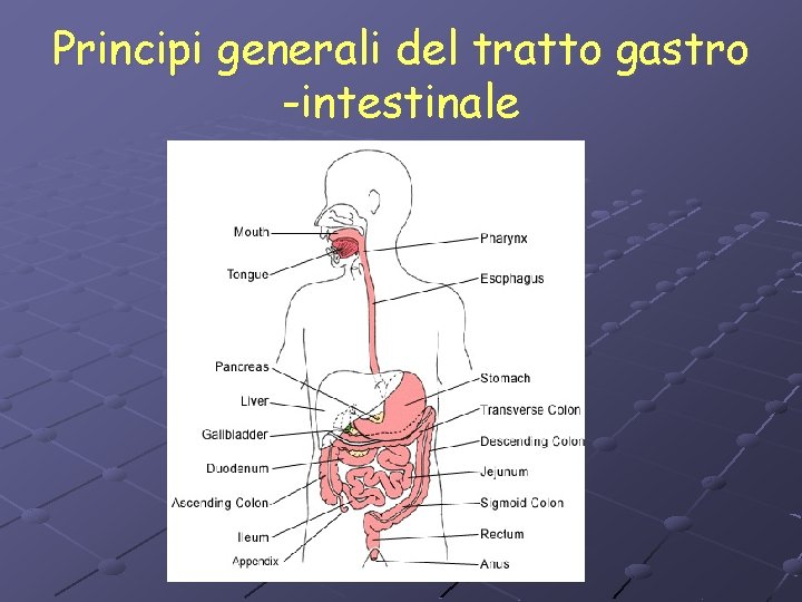 Principi generali del tratto gastro -intestinale 