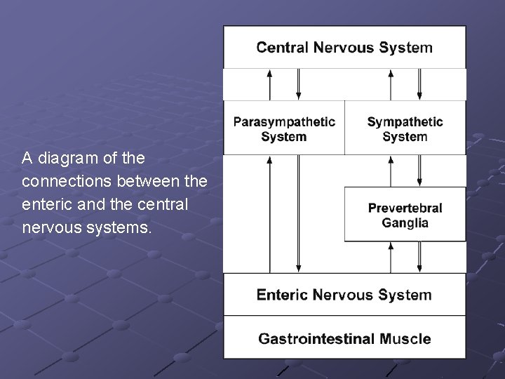 A diagram of the connections between the enteric and the central nervous systems. 