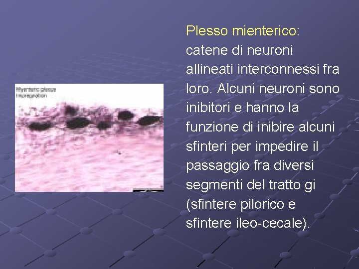 Plesso mienterico: catene di neuroni allineati interconnessi fra loro. Alcuni neuroni sono inibitori e