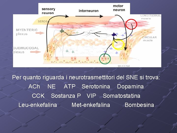 Per quanto riguarda i neurotrasmettitori del SNE si trova: ACh CCK NE ATP Serotonina