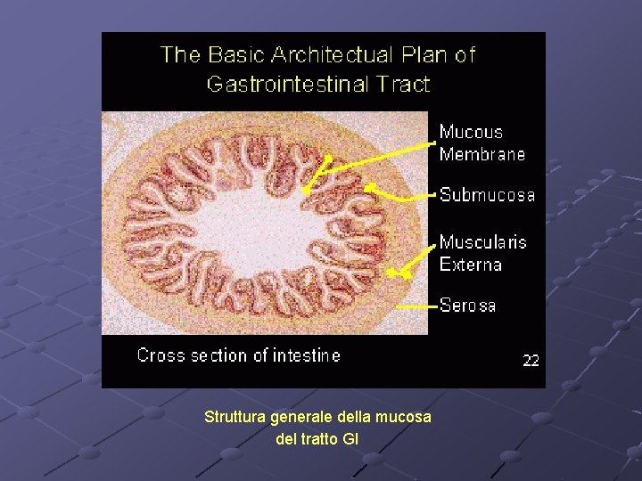 Struttura generale della mucosa del tratto GI 