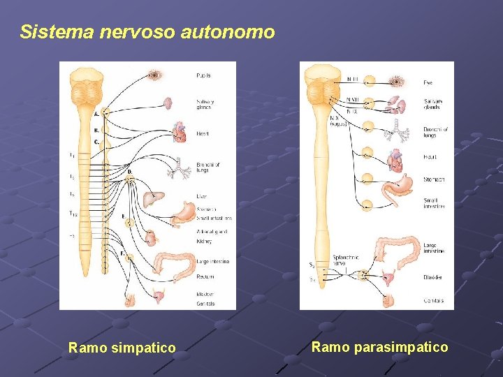 Sistema nervoso autonomo Ramo simpatico Ramo parasimpatico 