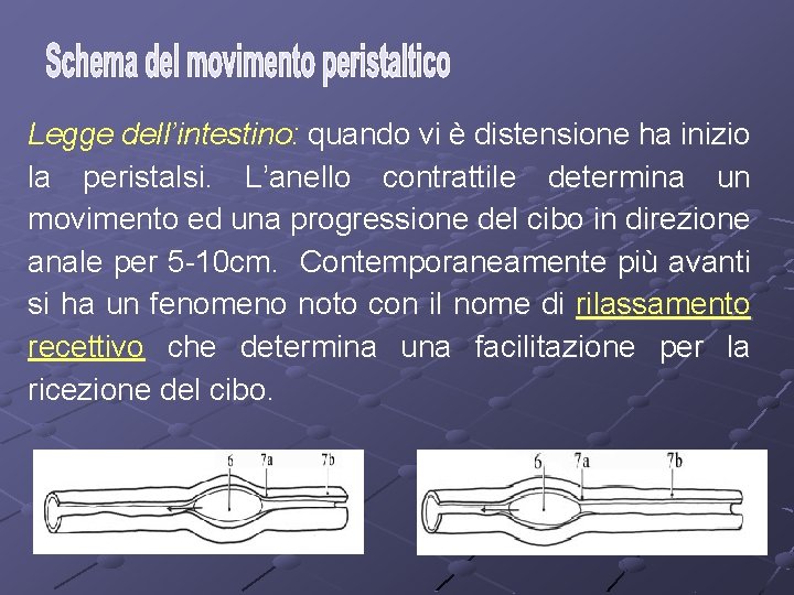 Legge dell’intestino: quando vi è distensione ha inizio la peristalsi. L’anello contrattile determina un