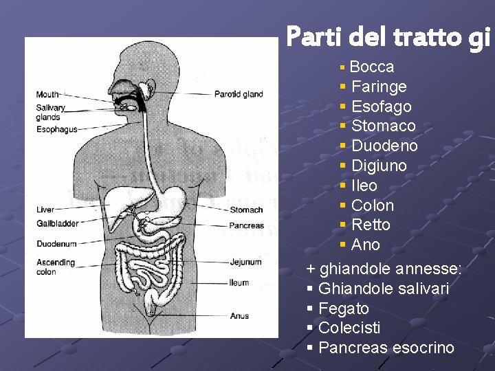 Parti del tratto gi § Bocca § Faringe § Esofago § Stomaco § Duodeno