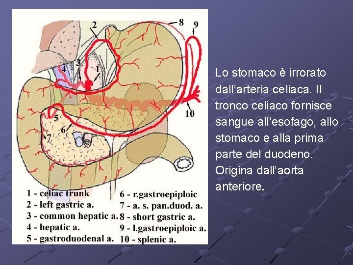 Lo stomaco è irrorato dall’arteria celiaca. Il tronco celiaco fornisce sangue all’esofago, allo stomaco