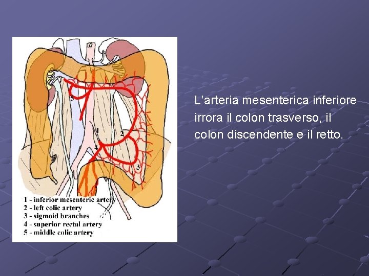 L’arteria mesenterica inferiore irrora il colon trasverso, il colon discendente e il retto. 