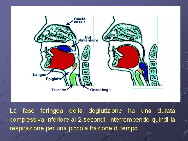 La fase faringea della deglutizione ha una durata complessiva inferiore ai 2 secondi, interrompendo