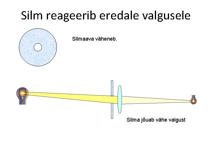 Silm reageerib eredale valgusele Silmaava väheneb. Silma jõuab vähe valgust 