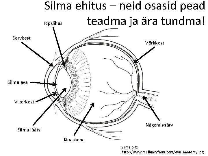 Silma ehitus – neid osasid pead teadma ja ära tundma! Ripslihas Sarvkest Võrkkest Silma