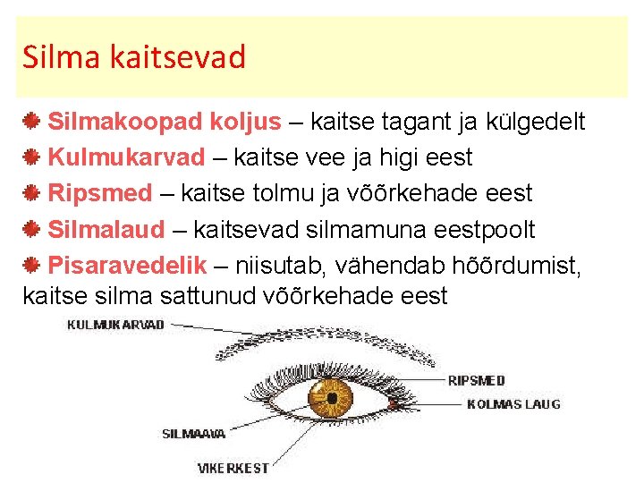 Silma kaitsevad Silmakoopad koljus – kaitse tagant ja külgedelt Kulmukarvad – kaitse vee ja
