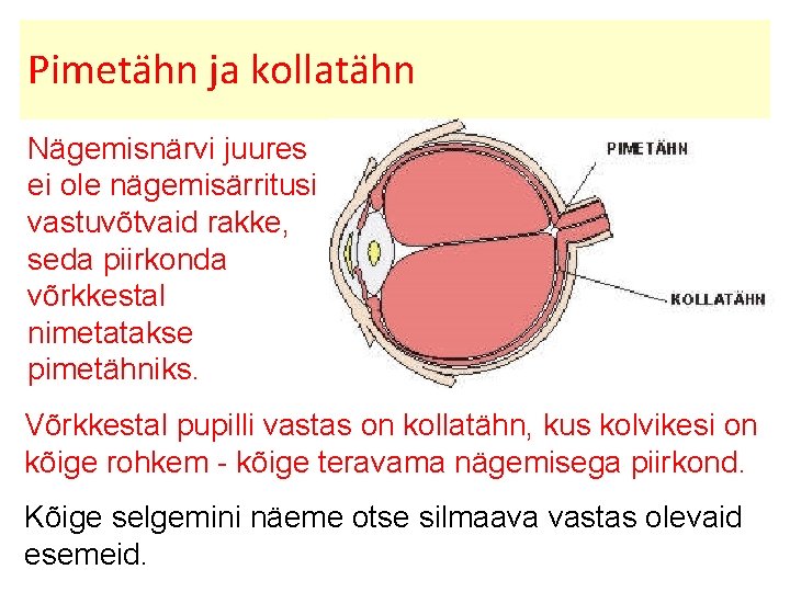 Pimetähn ja kollatähn Nägemisnärvi juures ei ole nägemisärritusi vastuvõtvaid rakke, seda piirkonda võrkkestal nimetatakse