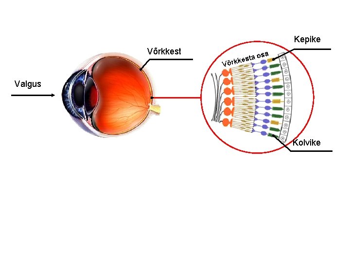 Kepike Võrkkest Valgus Kolvike 