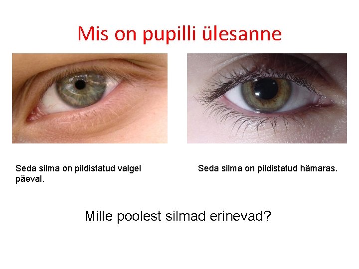 Mis on pupilli ülesanne Seda silma on pildistatud valgel päeval. Seda silma on pildistatud