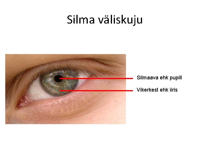 Silma väliskuju Silmaava ehk pupill Vikerkest ehk iiris 