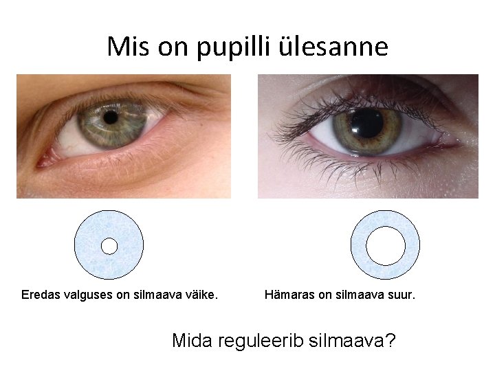 Mis on pupilli ülesanne Eredas valguses on silmaava väike. Hämaras on silmaava suur. Mida