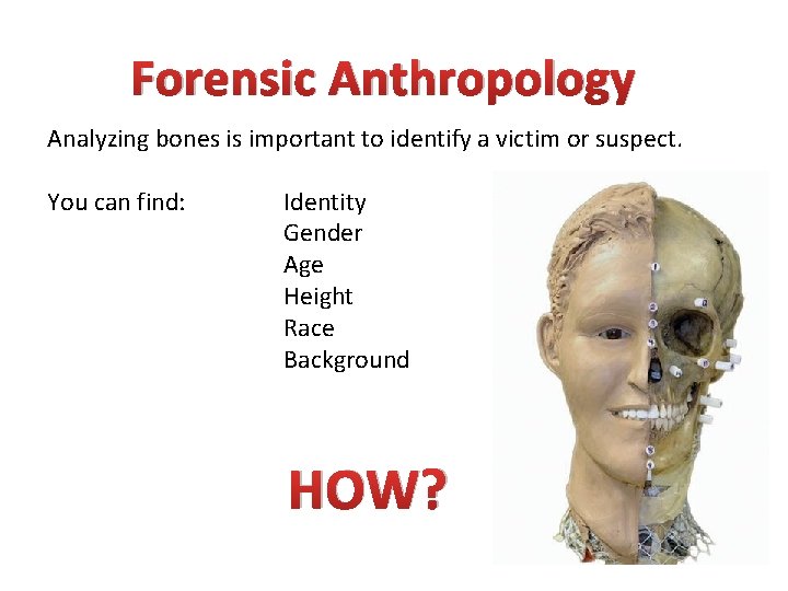 Forensic Anthropology Analyzing bones is important to identify a victim or suspect. You can