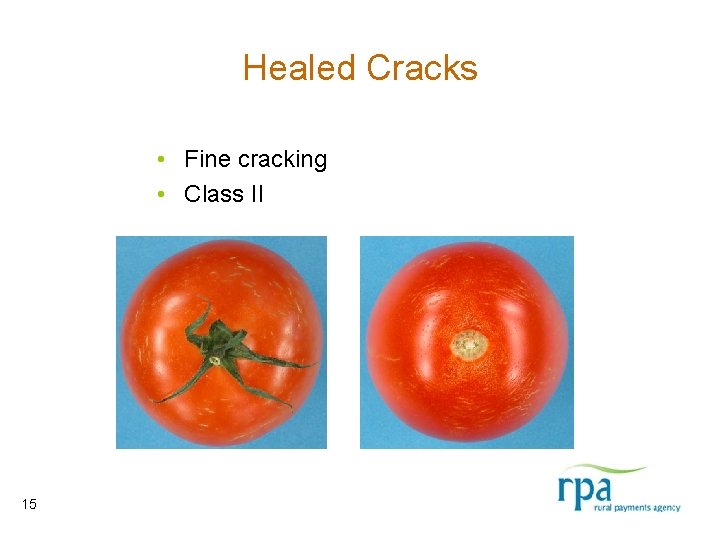 Healed Cracks • Fine cracking • Class II 15 