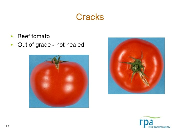 Cracks • Beef tomato • Out of grade - not healed 17 